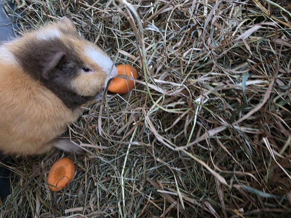 Świnka morska cavia