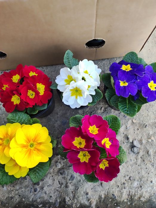 Примула на дорощення