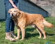 Szorstkowłosy labrador Combo szuka domu