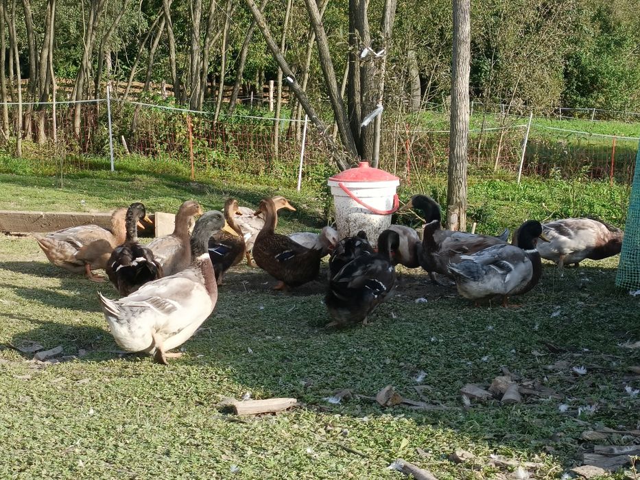 Kaczki kaczory ruanskie