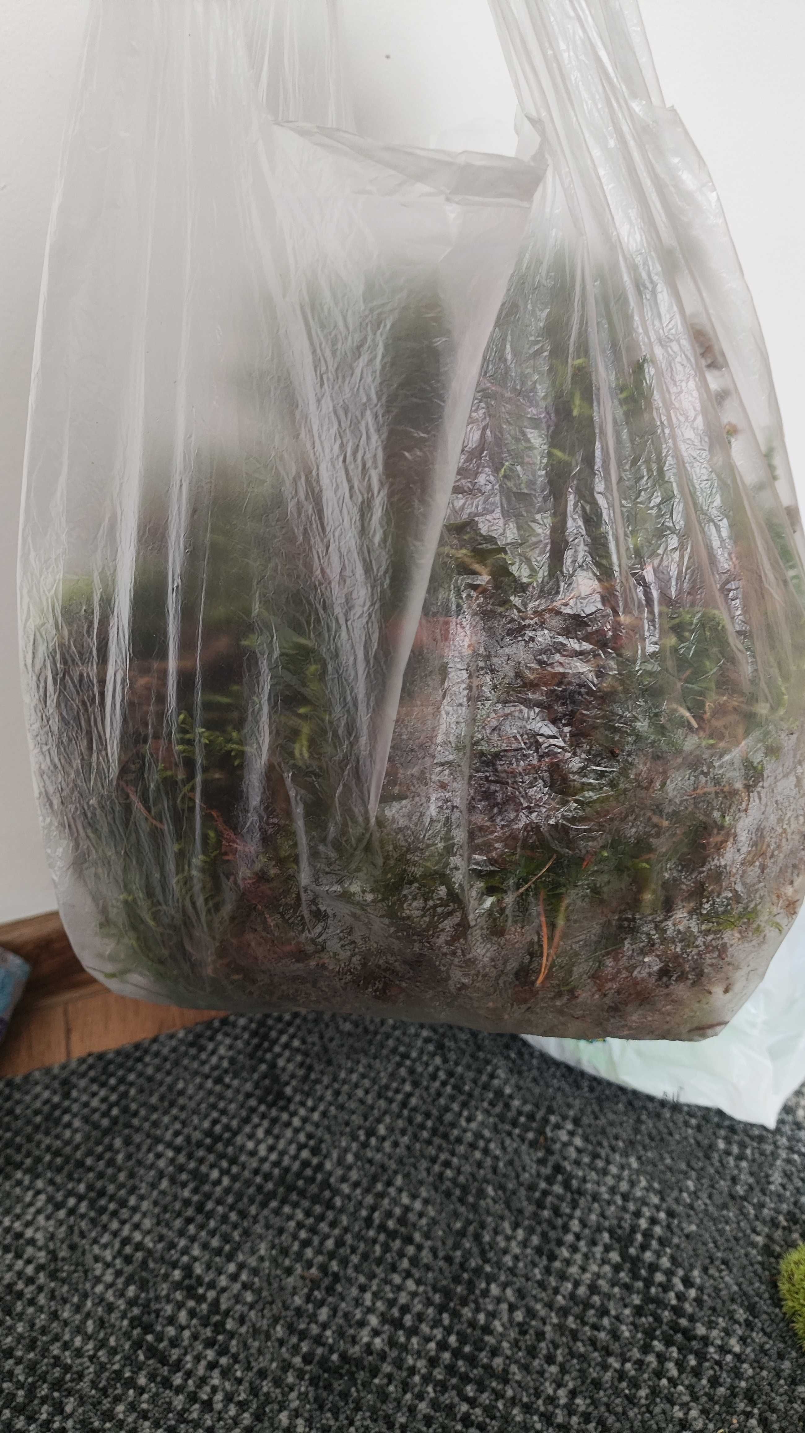 mech leśny typu sphagnum