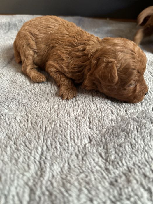 Pudel Toy Red Braun – Mały Piesek z Domowej Hodowli, Rodowód