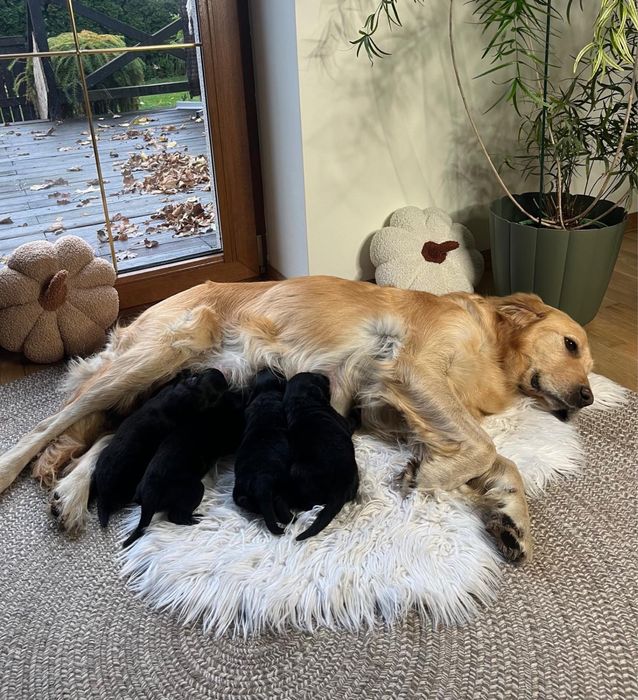 COLTRIEVER-Golden Retriever+Border Collie Jedyne w Polsce Suczka