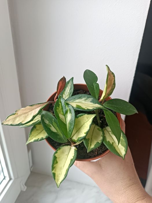 Хойя триколор 3 живці