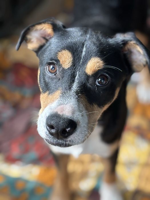 Pies Hugo do adopcji