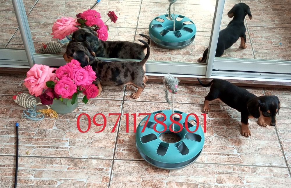 Чорно-підпалі та мраморна дівчинка з хлопчиком  чекають Вас.