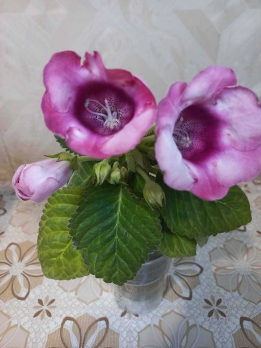 Комнатное растение Глоксиния