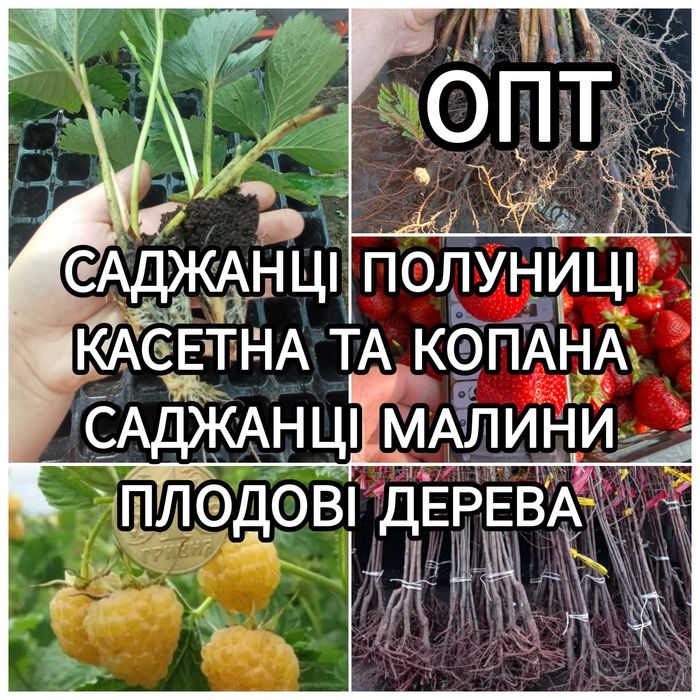 Розсада Полуниці Саджанці Малини Плодові дерева Рассада Клубники