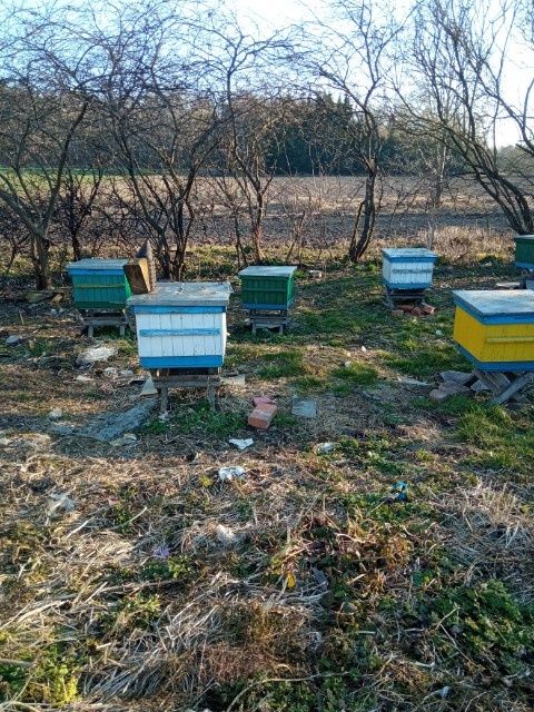 5 x ULE z pszczołami