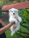 Piękna suczka Samojed