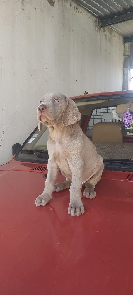 Weimaraner com lop