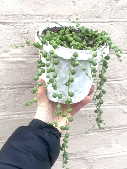 Вазон, крестовник, хрестовик Роули