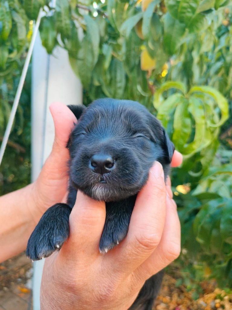 Dá-se cães para adoção responsável