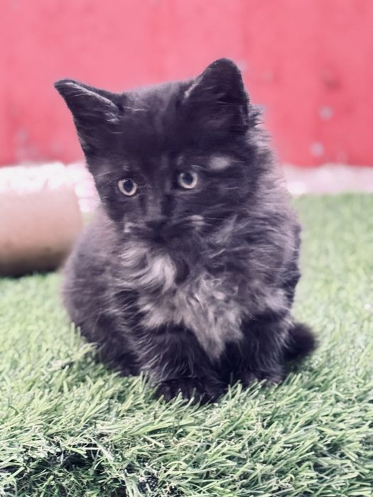 Adocao de lindos gatos