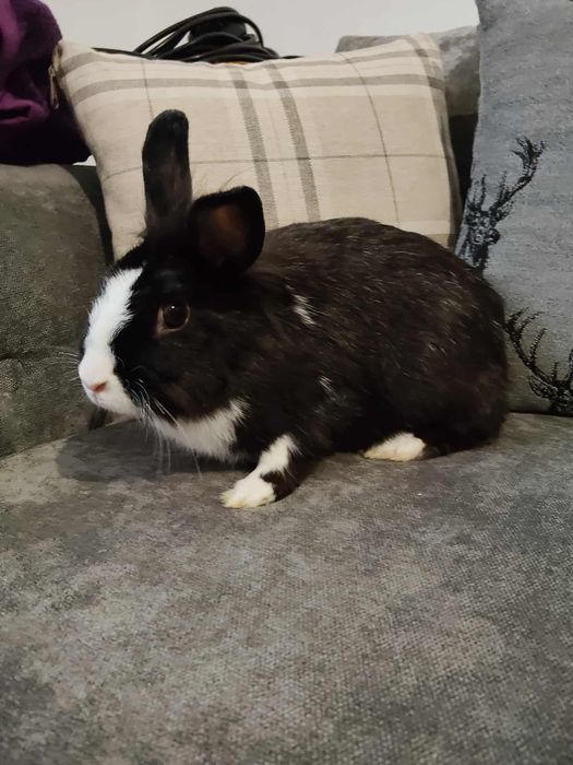 Oddam za darmo samice królika miniaturkę