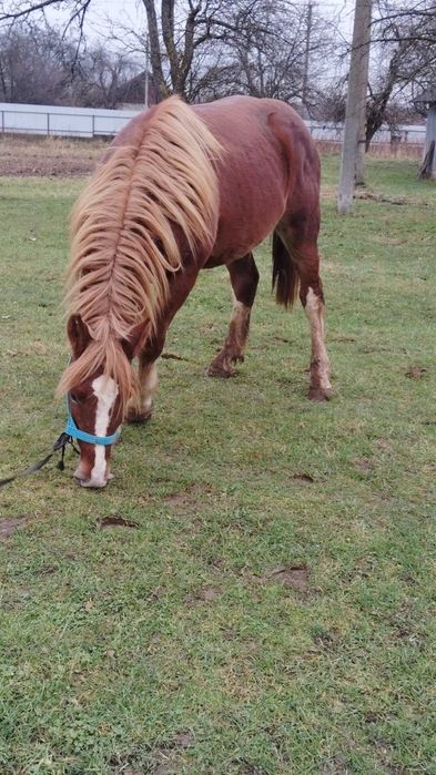 Продам жеребця по великих конях