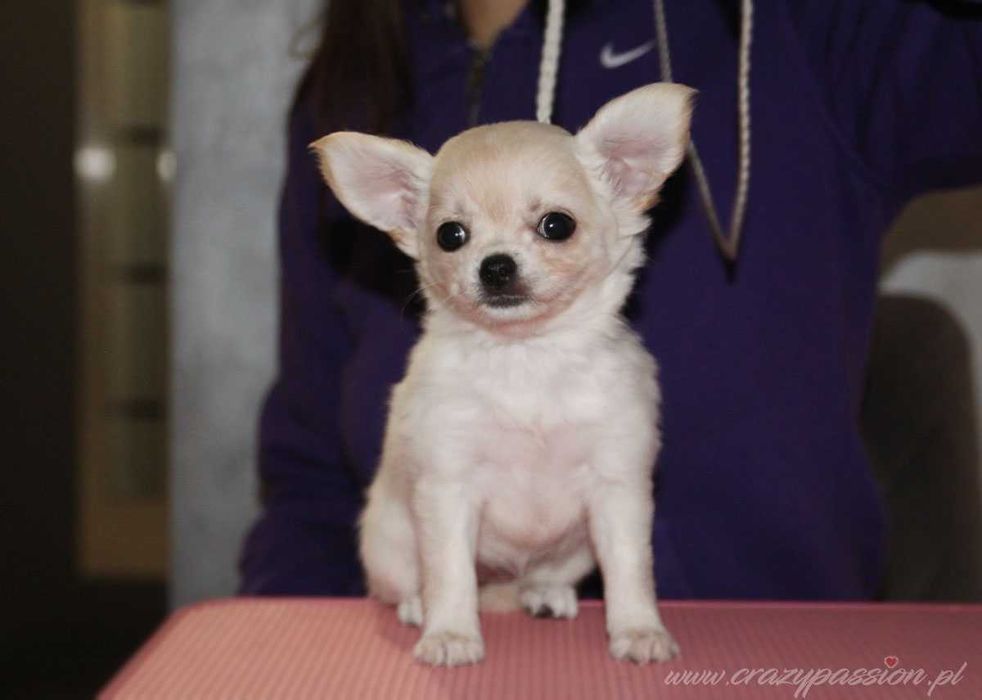 Prześliczna chihuahua długowłosa MY VANILLA LOVE Crazy Passion