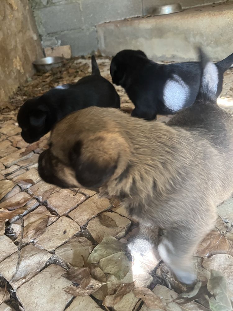 3 femeas x labradoras adoção