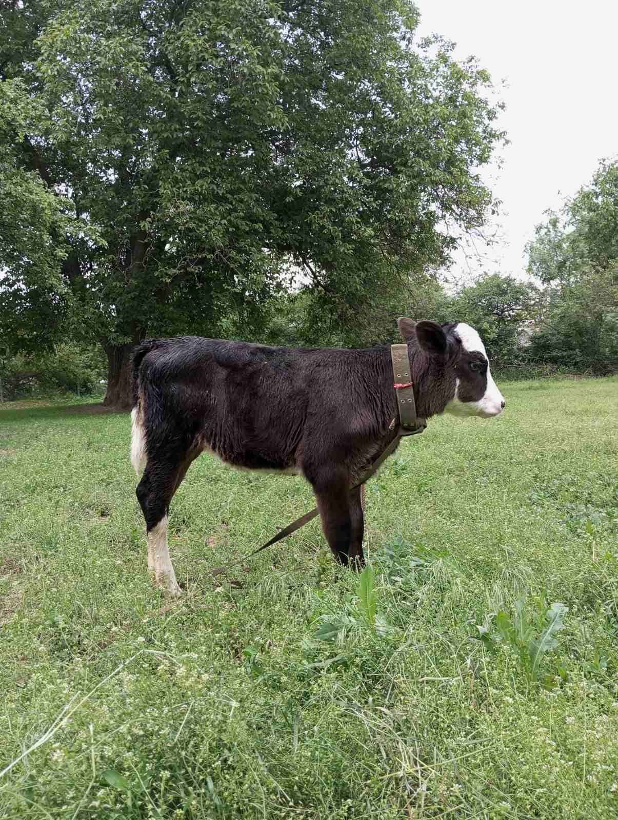 Продам телицю 1.5 місяця