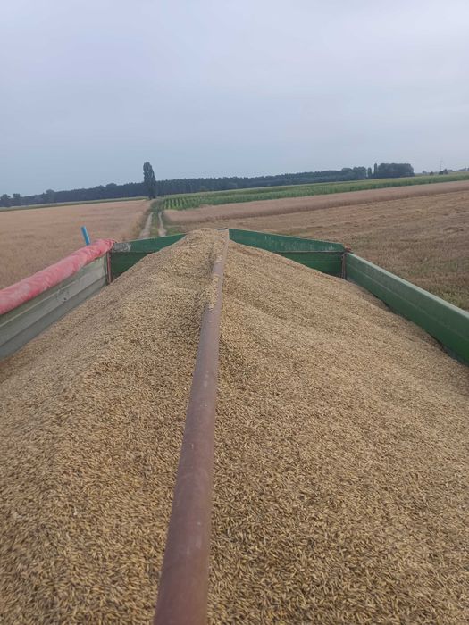 Sprzedam Owies 50 Ton