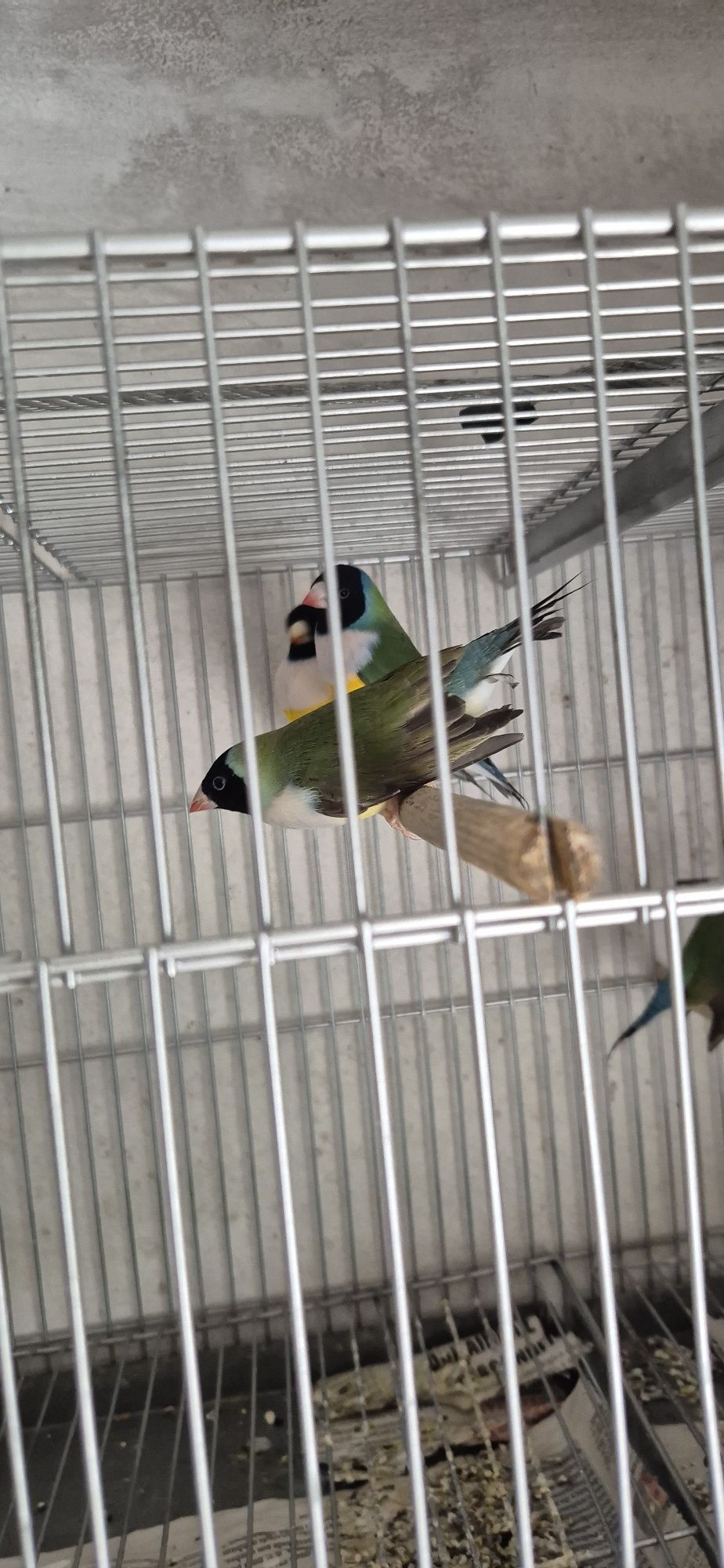 Lote de 10 diamantes  gould