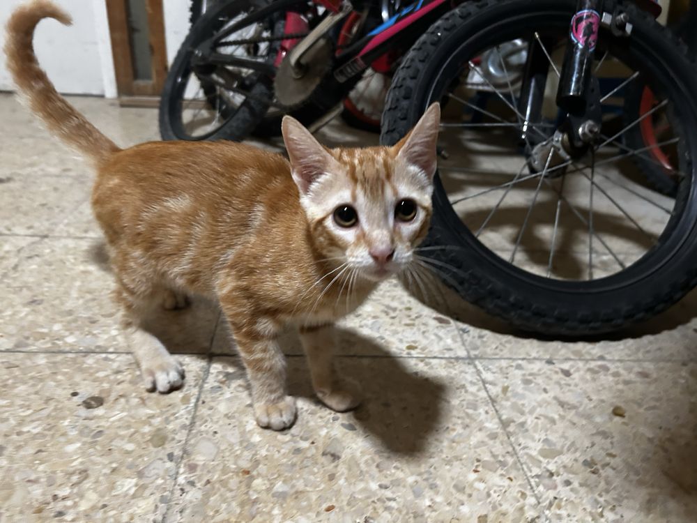 Dou gatinha bebe