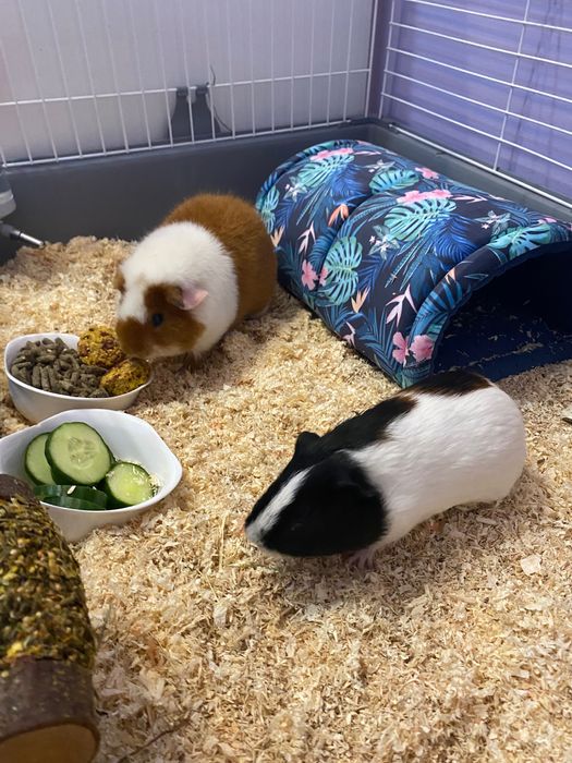 Oddam dwie swinki morskiej w dobre rece