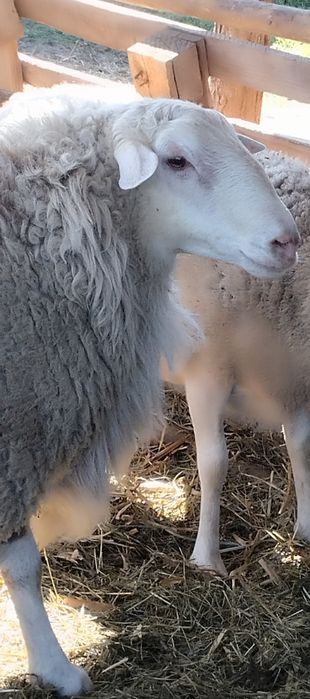 Продам барана на племя