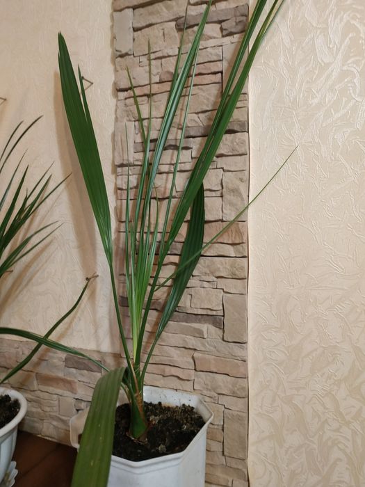 Финиковая пальма 4 года