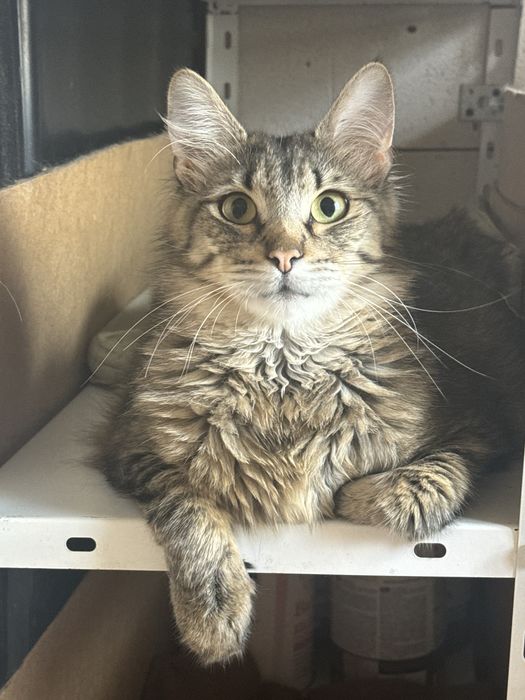 Котик в добрі руки