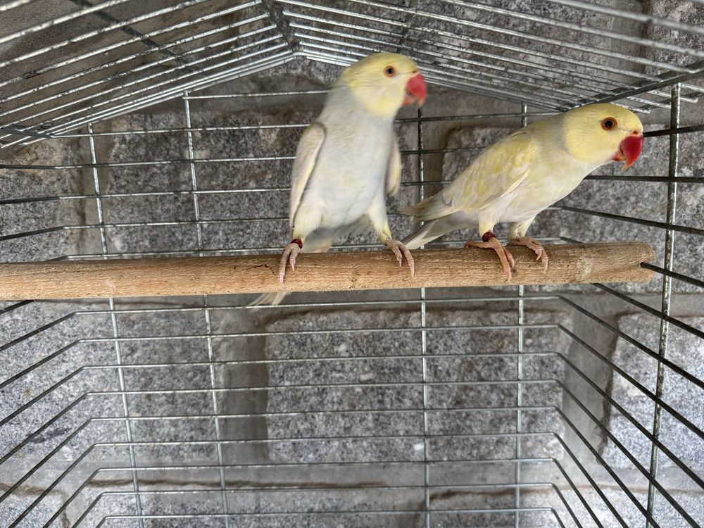 Casal de ring neck violeta turquesa