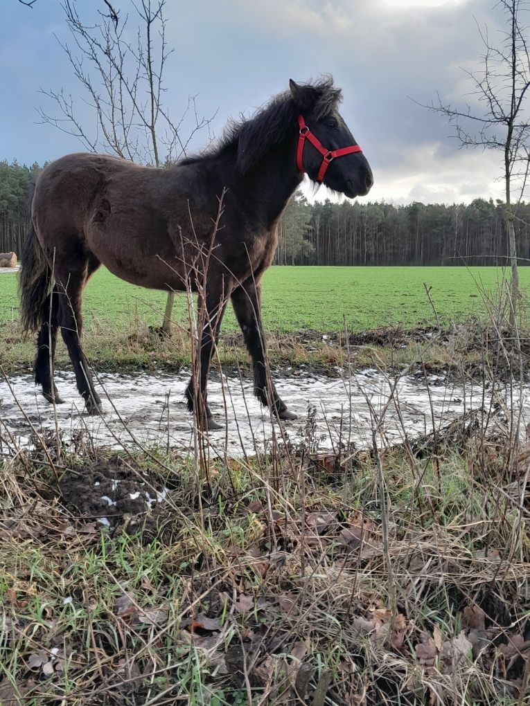 Sprzedam Klacz huculską