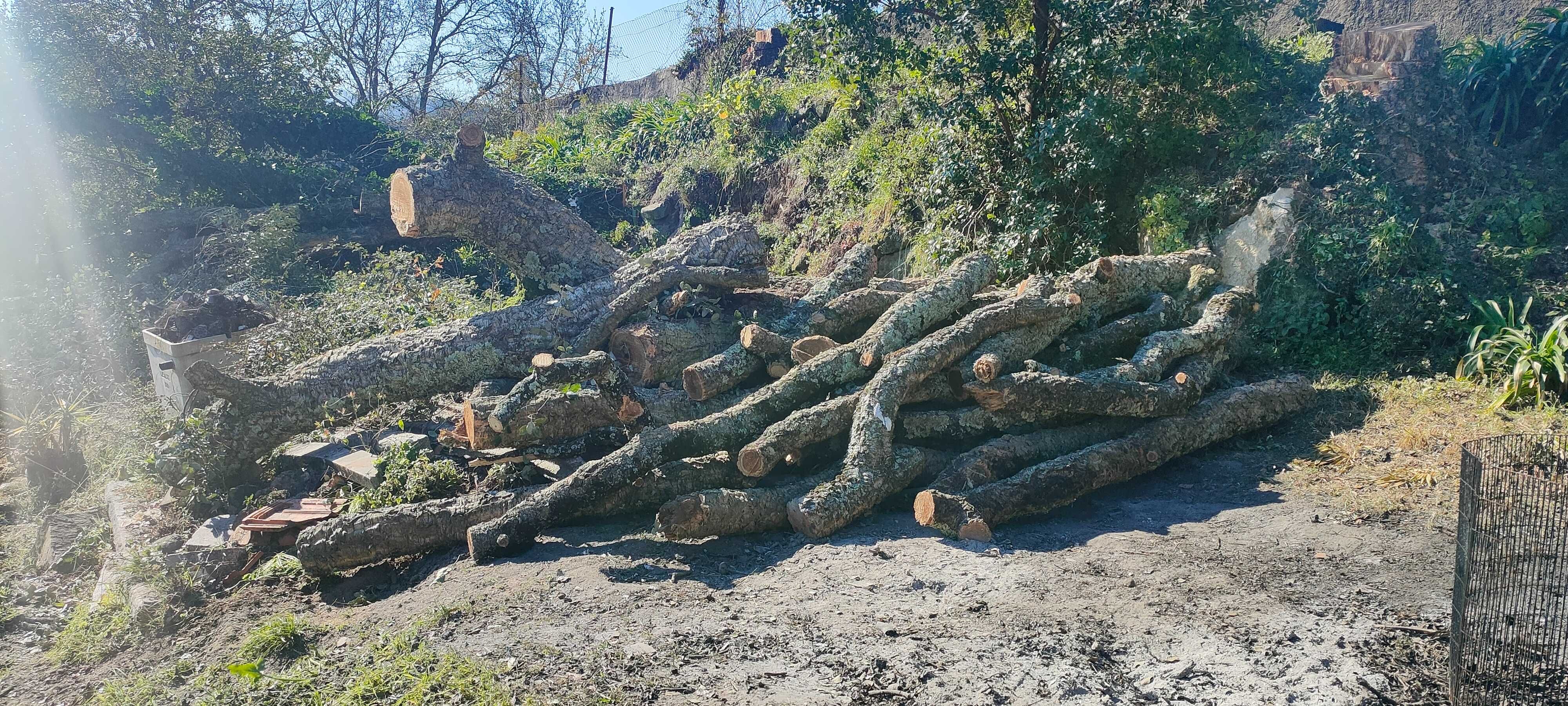 Madeira de Sobreiro