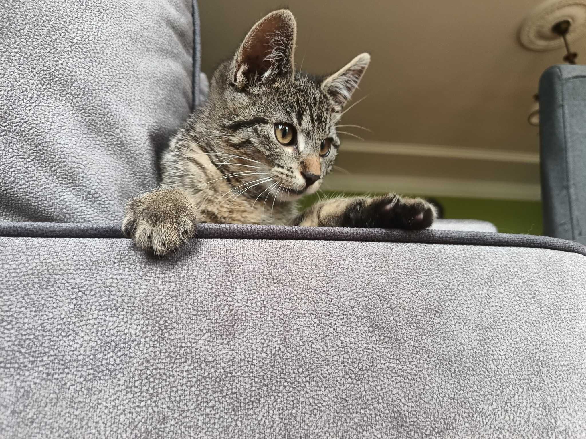 Kot do adopcji - młoda koteczka
