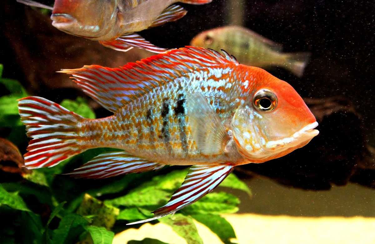 GB Ziemiojad Red Head Tapajos (Geophagus sp)