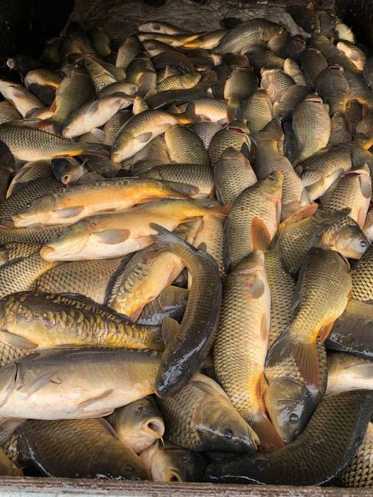 Приватне рибне господарство