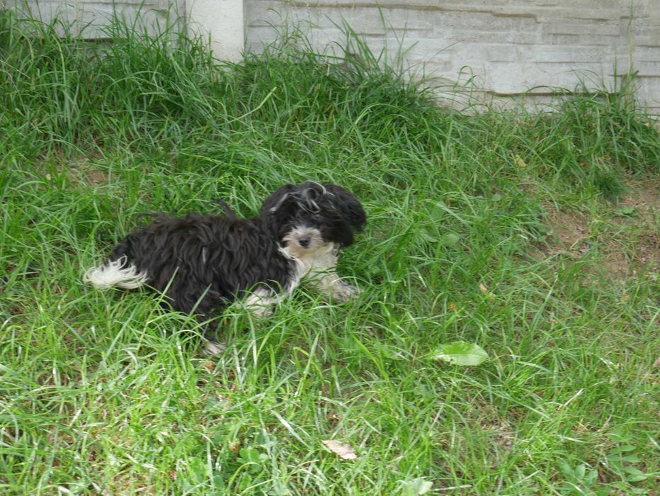Maltipoo Urocza odchowana sunia