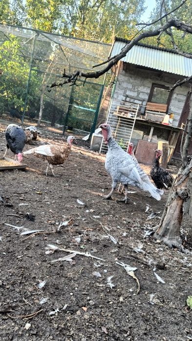 Indor lawendowy 2024