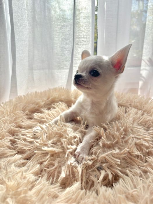 Piesek Chihuahua FCI/ZKwP