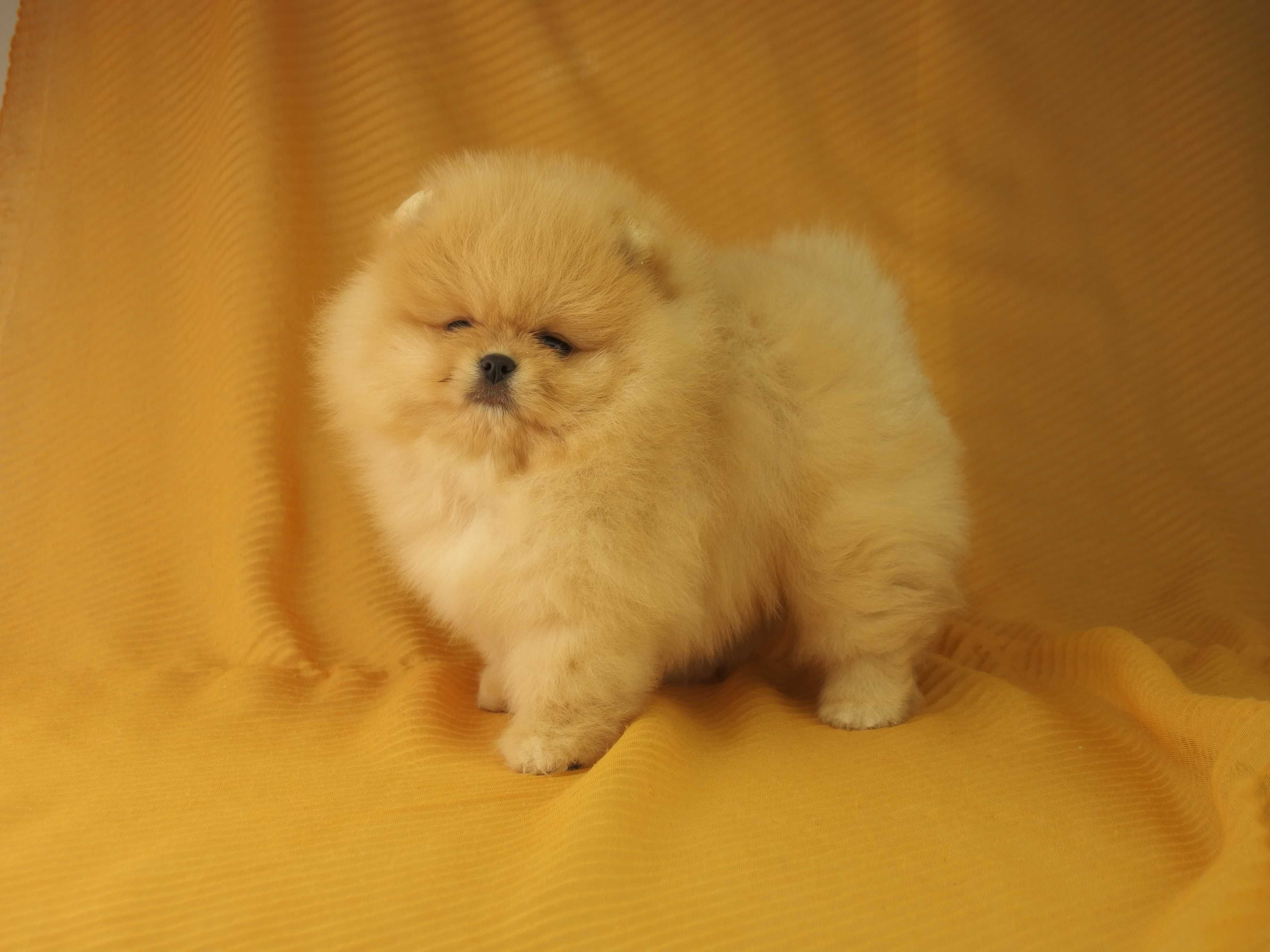 POMERANIAN piesek Szpic miniaturowy