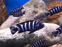 Chindongo Demasoni malawi pyszczaki