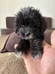 Maltipoo mini szczeniak