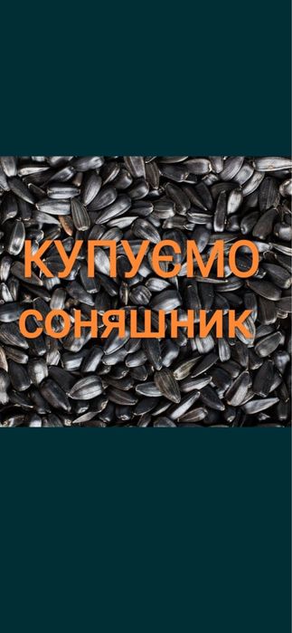 Купуемо Соняшник !
