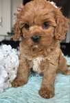 Cavapoo piekna suczka