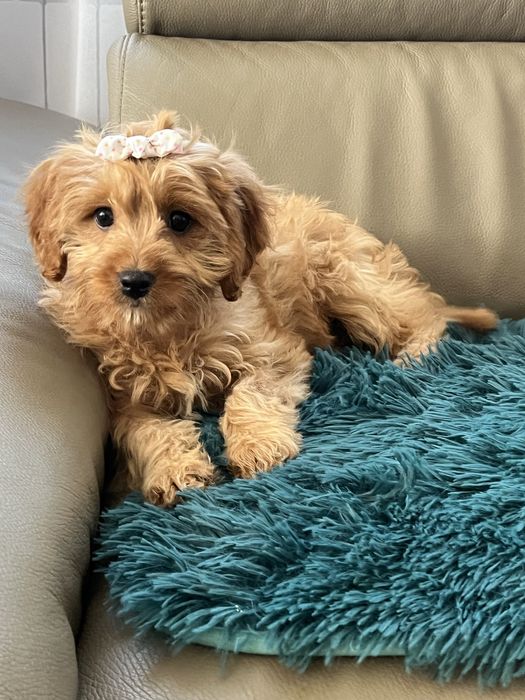Cudowna suczka cavapoo do odbioru