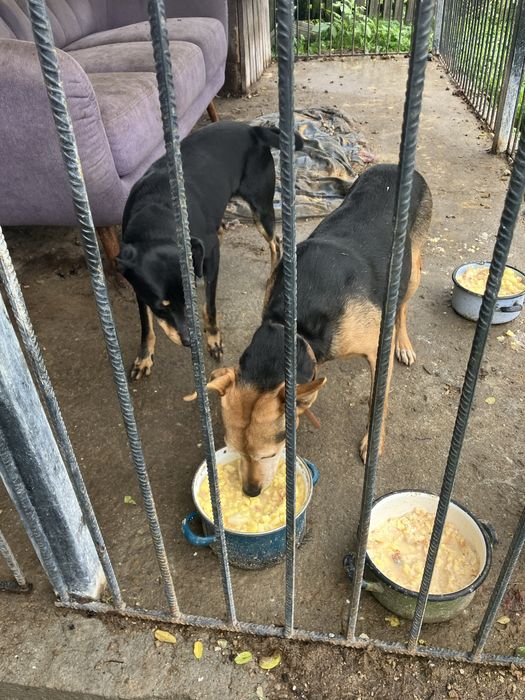 Pies piesek mieszaniec