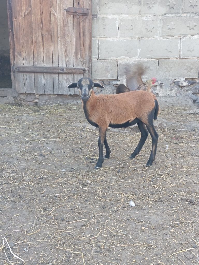 Owce i baranki kameruńskie