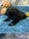 Szczenaczek Shihtzu sunia
