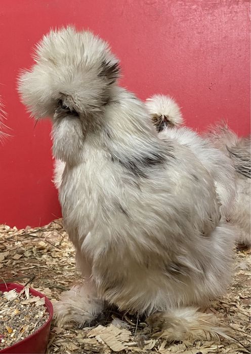 Яйцо інкубаційне китайська шовкова