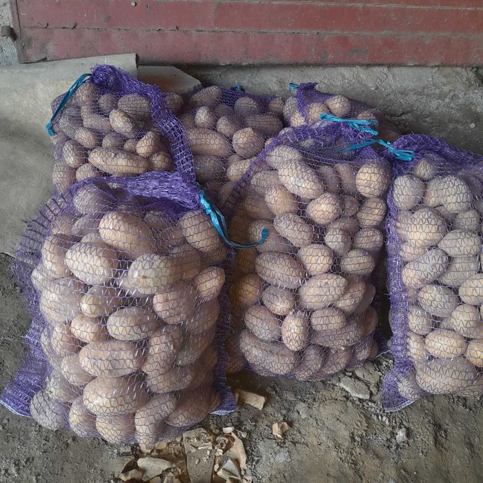 Ziemniaki jadalne Qeen Anna, Soraya, Irga, Bellaroza, Denar